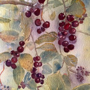 Floral/fruit watercolor showing choke cherry branches and fruit clusters.