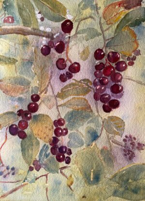 Floral/fruit watercolor showing choke cherry branches and fruit clusters.